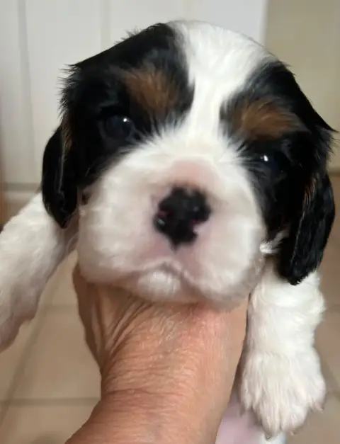 Cavalier King Charles Spaniel  Berlioz Du Rougaillou a8cbc photo 2