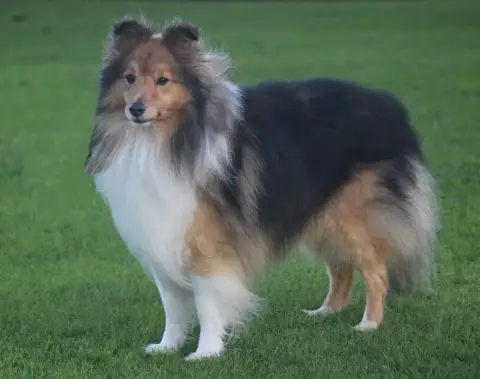 Shetland Sheepdog  Chiot N°1 Des Sources De L'Eaulne 0099b photo 2