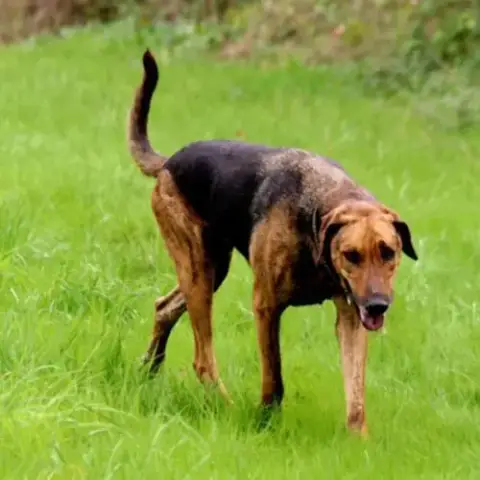 Théo – Magnifique Croisé Berger Allemand – 6 Ans