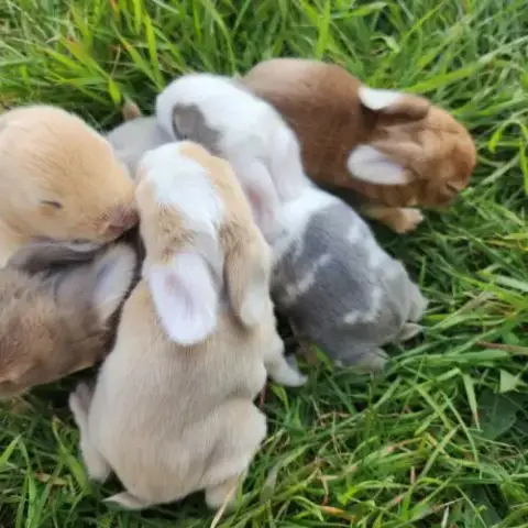 Lapereaux Beliers Nains (Lapins)