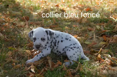 Dalmatien  Collier Bleu Foncé Des Hauts Templiers