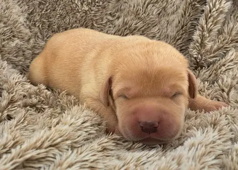 Labrador Retriever  Boris Of Mayajoe'S Dreams photo 2