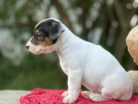 Jack Russell Terrier  Berny Du Domaine Des Pattes Dor 48a5b photo 3