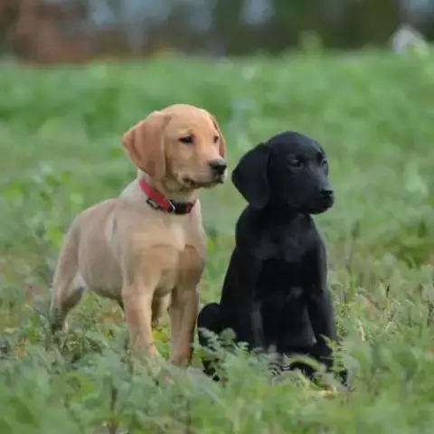 Mâles Labrador Retriever Lof