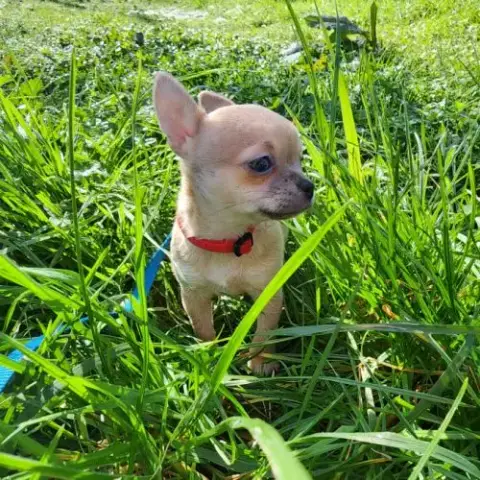 Chiot Sevré