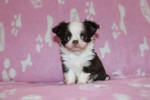 Adopter Chihuahua  Baldo De L'Hacienda Del Matador