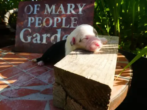 Bobtail  Chiot 2 Of Mary People photo 2