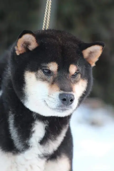 Shiba  Prénom Libre Des Terres Des Forges photo 3