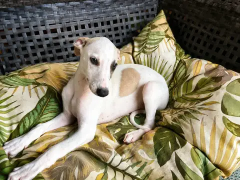 Whippet 
                        Boréal Du Frison Imp 1ec1c
