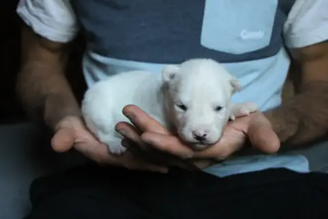 Laika De Iakoutie