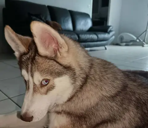 Siberian Husky  Akaï L'Ame Sauvage photo 3