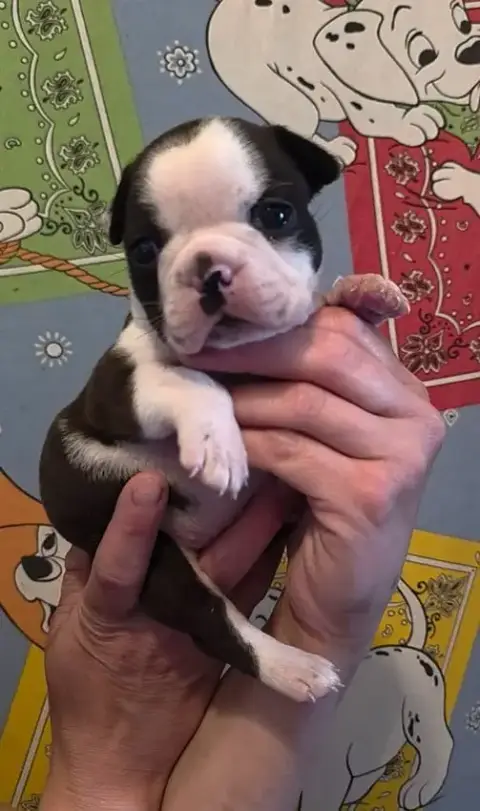 Boston Terrier  Chiot photo 2