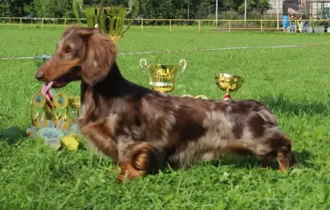 Teckel Poil Long  Chiot N°2 Gabéric'S