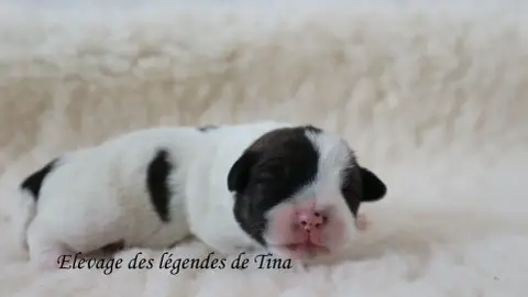Jack Russell Terrier  Baxter Des Légendes De Tina