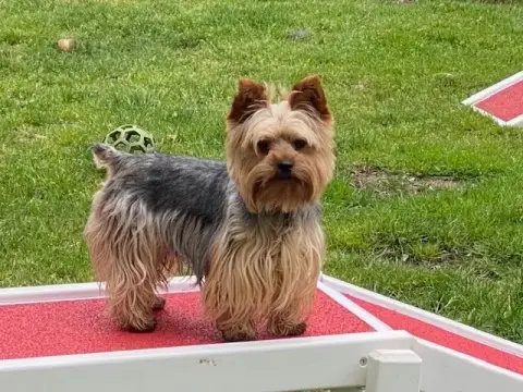 Yorkshire Terrier  Chiot N°2 Du Moulin De Madjurie