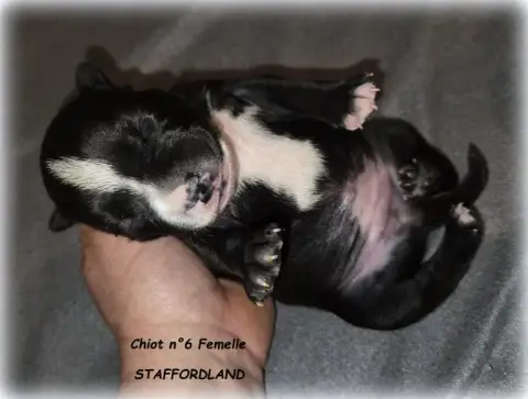 Staffordshire Bull Terrier  Chiot N°6 Staffordland