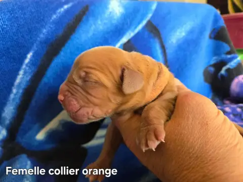 Dogue De Bordeaux  Orange De L'Elite Royal Dog