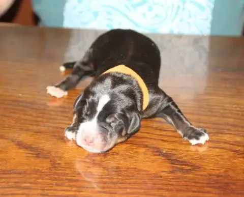 Grand Bouvier Suisse  Mâle Bleu Marron Du Logis De Sa 0b3a4