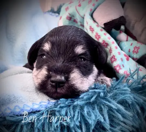Schnauzer Miniature  Ben Harper Des Forbans Du Roc D' 1f282 photo 2