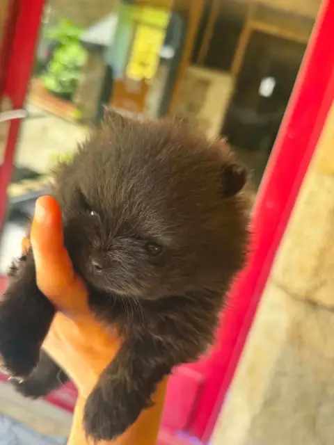 Spitz Allemand
