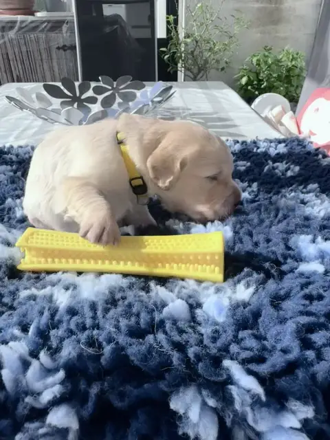 Golden Retriever  Jaune De La Fontaine De Ricaud
