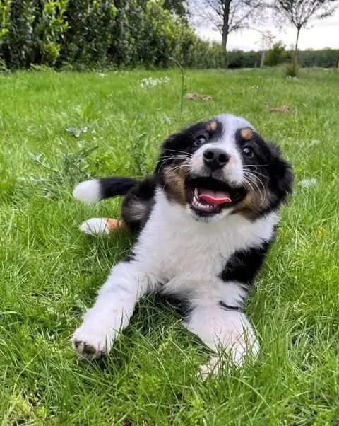 Berger Américain Miniature  (Chiot N°2)
