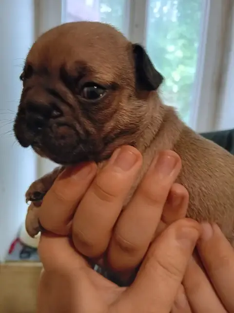 Bouledogue Français  Chiot N°1 Da Cidade Invicta
