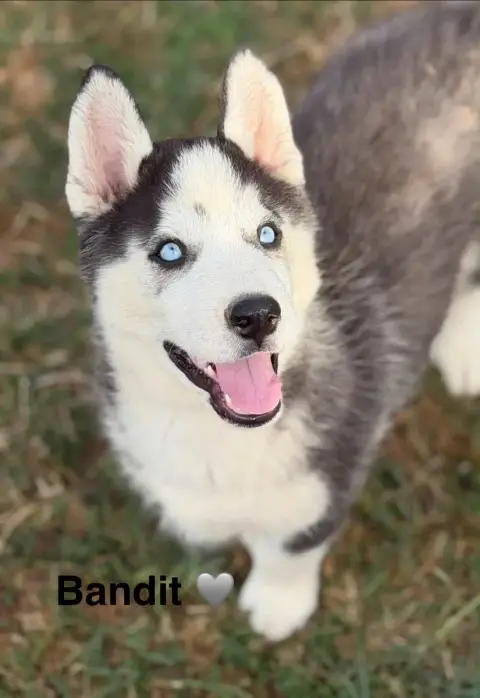 Siberian Husky 
                        Bandit De La  efdf2