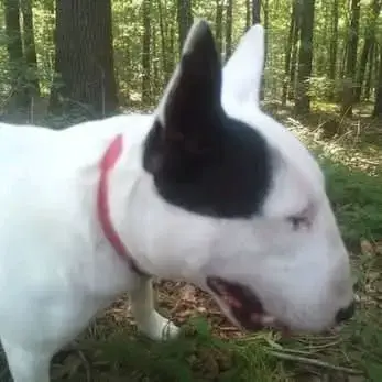 Male Bull Terrier Mini Lof Saillie
