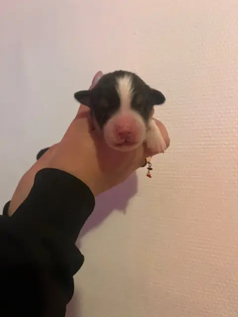 Berger Australien  Chiot N°6