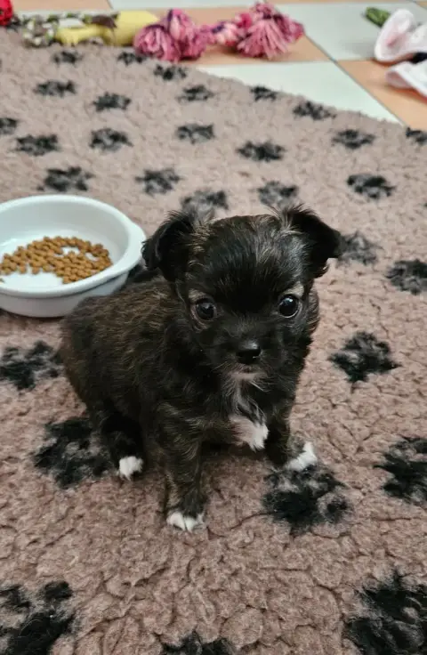 Chihuahua photo 2