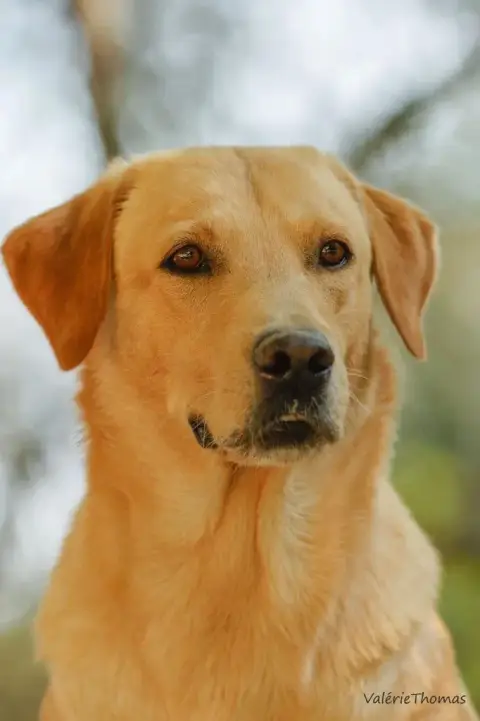 Labrador Retriever  Chiot 11 D'Aspe & D'Ossau photo 2