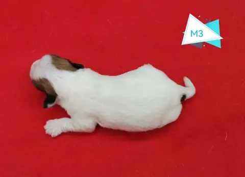 Jack Russell Terrier 
                        B... De 80957 photo 3