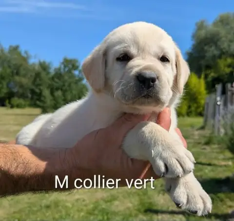 Labrador Retriever photo 2