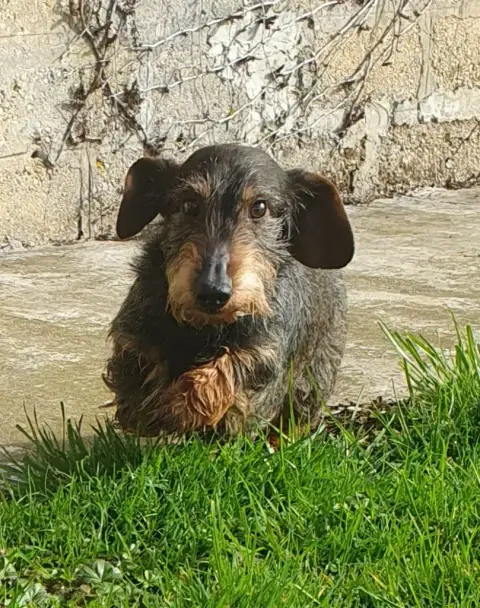 Teckel Poil Dur  Chiot N°2 Des Marais De Courmont photo 3