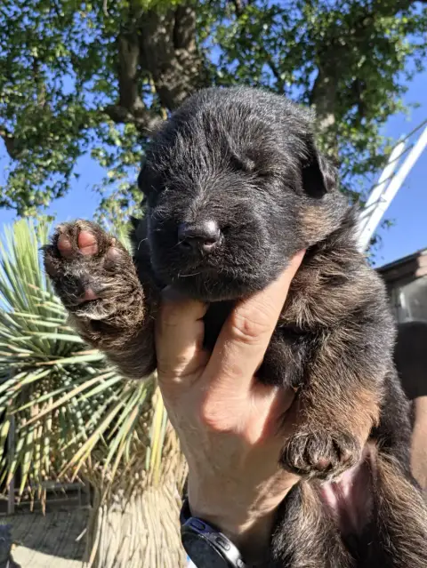 Berger Allemand Poil Long  Chiot N°4 De La Taverniere 37662