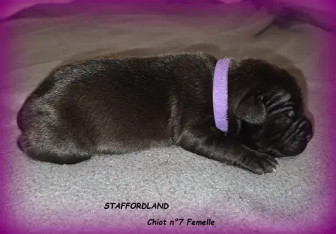 Staffordshire Bull Terrier  Chiot N°7 Staffordland