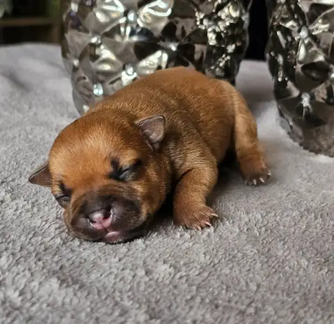 Staffordshire Bull Terrier  Chiot 1 De La Furia Roja f57df