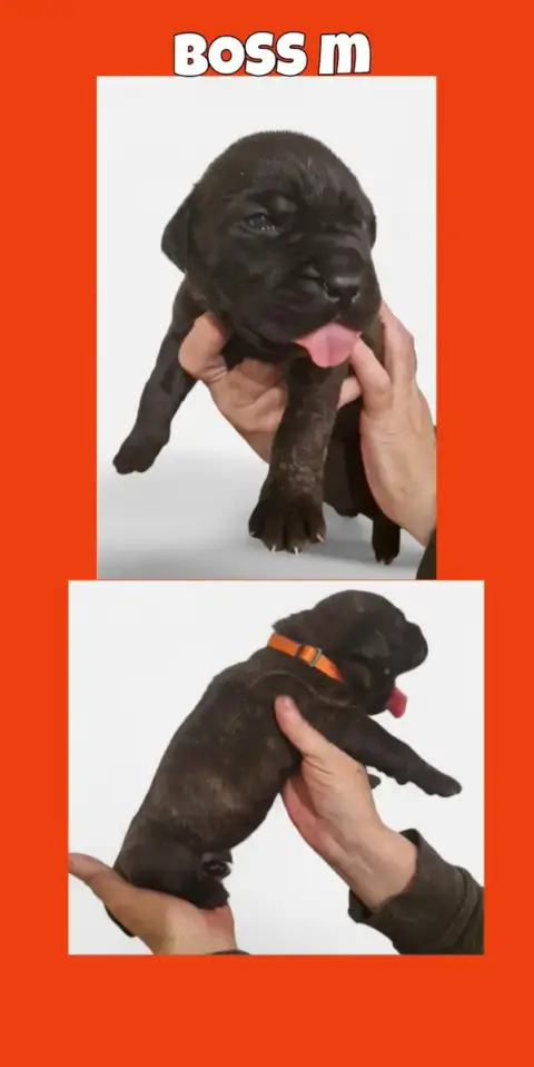 Cane Corso  Boss Cerberes Legend