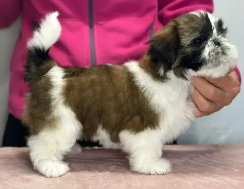 Shih Tzu  Beety- photo 2