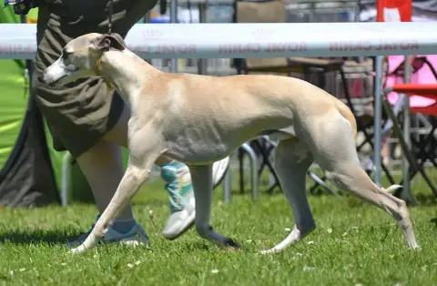 Whippet  Balsamine Des Vives Etoiles D’Argent photo 3