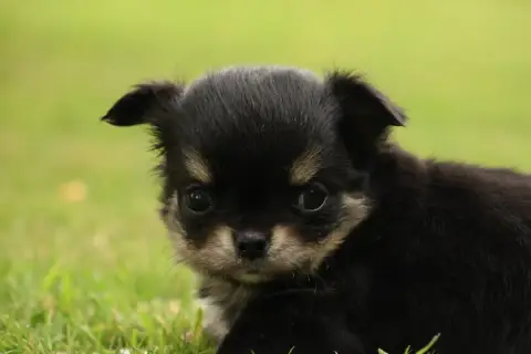 Chihuahua  Born To Be Alive "Bonnie" Des Gardiens D'H 290ce