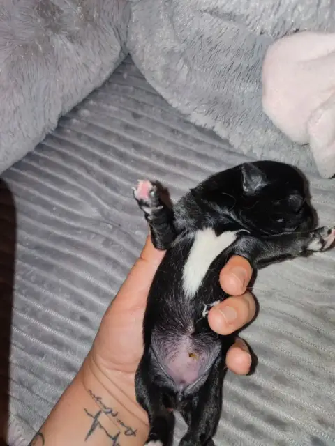 Chihuahua  Chiot 2 Du Gang Des Calinounoux