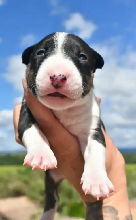 Bull Terrier Miniature  Femelle 2 ( U Love Me X Veepe 36089