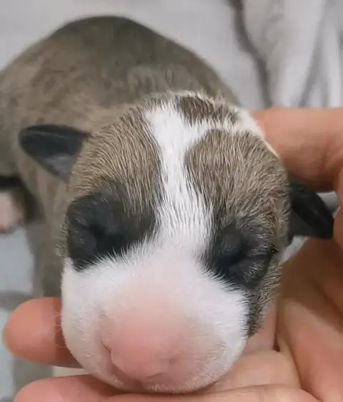 Bull Terrier  Chiot N°2 Of The Little Troublemaker