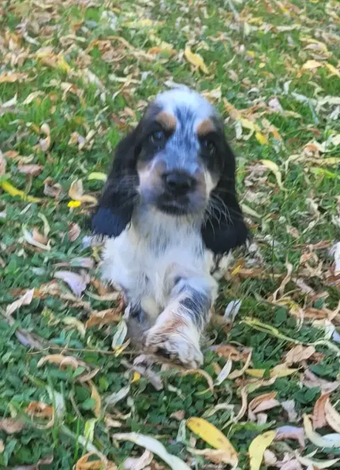 Cocker Spaniel Anglais  Boule Des Marais De Courmont 70ee0