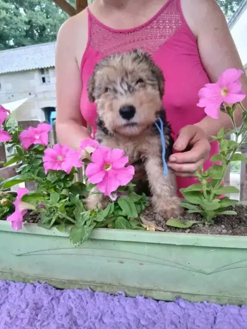 Lakeland Terrier  Burberry Des Regaires