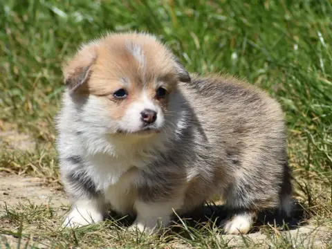 Welsh Corgi Pembroke  Bonny De La Folle Emprise