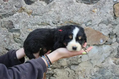 Bouvier Bernois  Chiot 4 De La Vallée De L'Hyrome photo 3