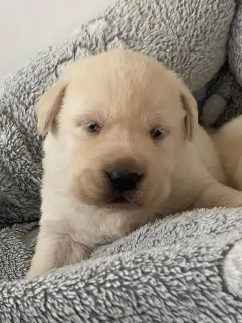Adopter Labrador Retriever 
                        Chiot N°2 6d7b2